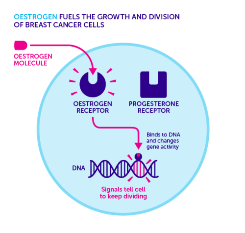 150707 Oestrogen Breast Cancer